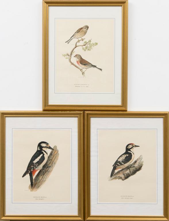 LITHOGRAPHS, 3 pcs, after Wilhelm von Wright and Bror Hallberg. A. Börtzell, Stockholm.