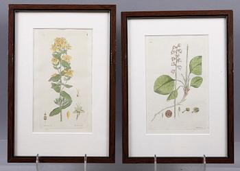 KOPPARSTICK, 6 st. Ur J W Palmstruchs "Svensk botanik".