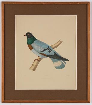 A set of eight plates from "Iconographie des pigeons" by Charles Lucien Bonaparte.