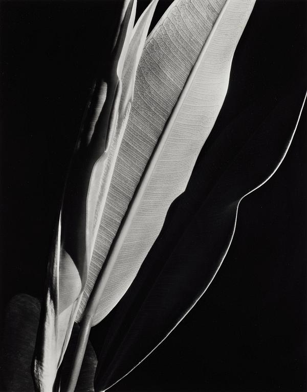 Imogen Cunningham, fotografi präglad signatur.