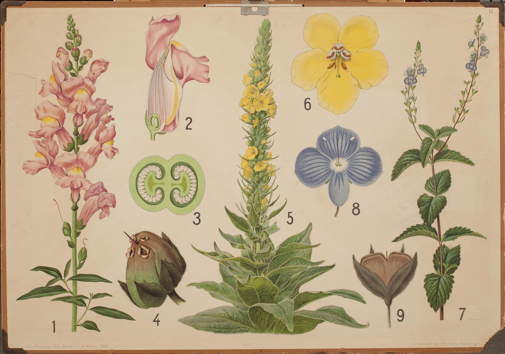 SKOLPLANSCHER, 4 st. 1900-tal.