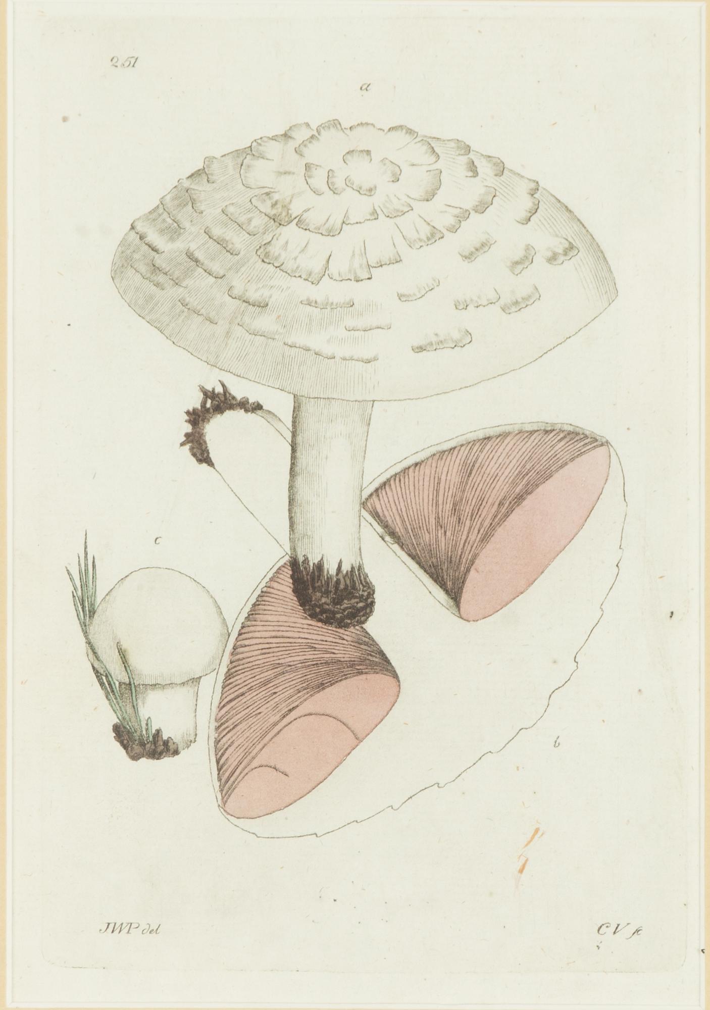 Twelve hand-coloured engravings, J.W. Palmstruch, from 'Svensk Botanik', 1802-1840.