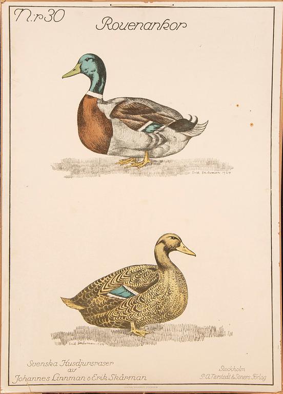 A set of three school posters early 1900s.