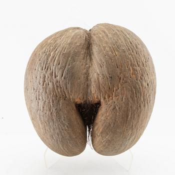Double coconut, also known as Coco de Mer, Lodoicea maldivica.