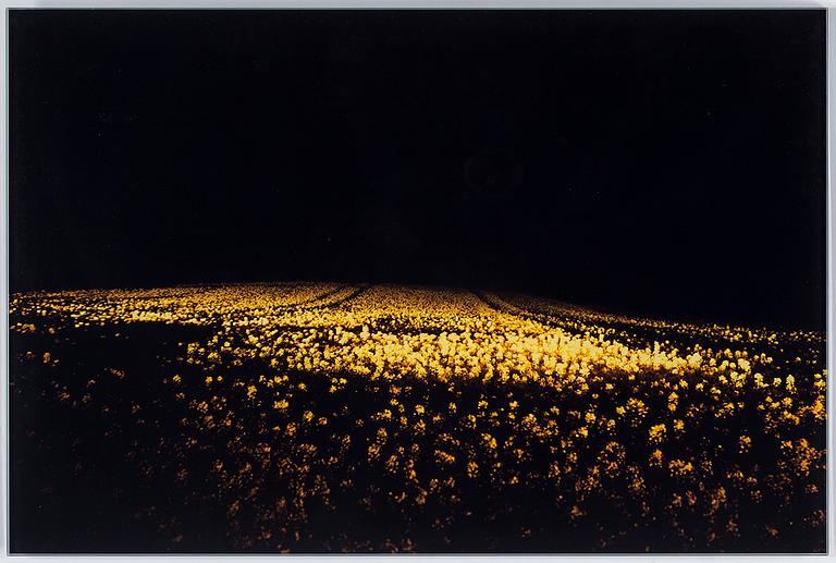 DANIEL SANDBERG, C-print, signerad och numrerad nr 3 a tergo.