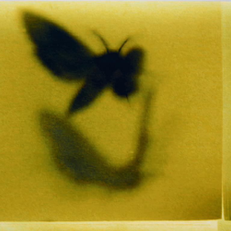 Mike & Doug Starn (Starn Twins), "ATL Film Still #8", 2000-2005.