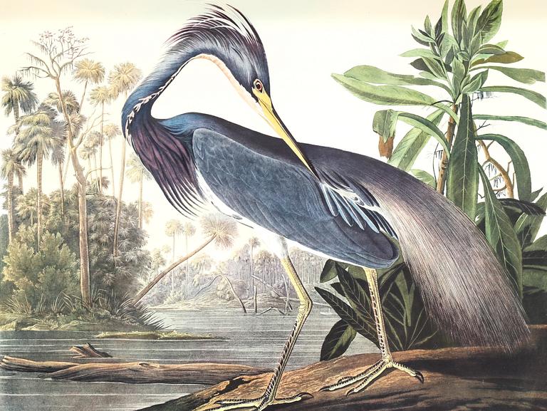 The book "The Birds of America", volume II, by John James Audubon, numbered 178/500, 1973.