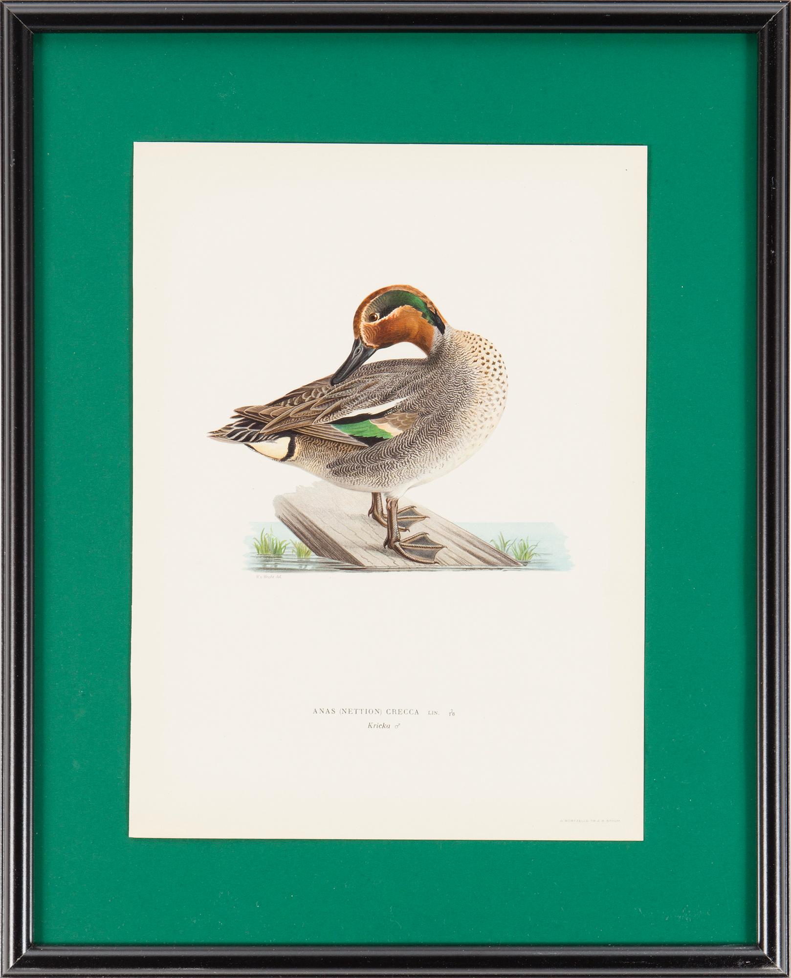 LITOGRAFISKA TRYCK, 6 st, ur M och W von Wrights "Svenska fåglar", A. Börtzells, Stockholm, 1917-29.