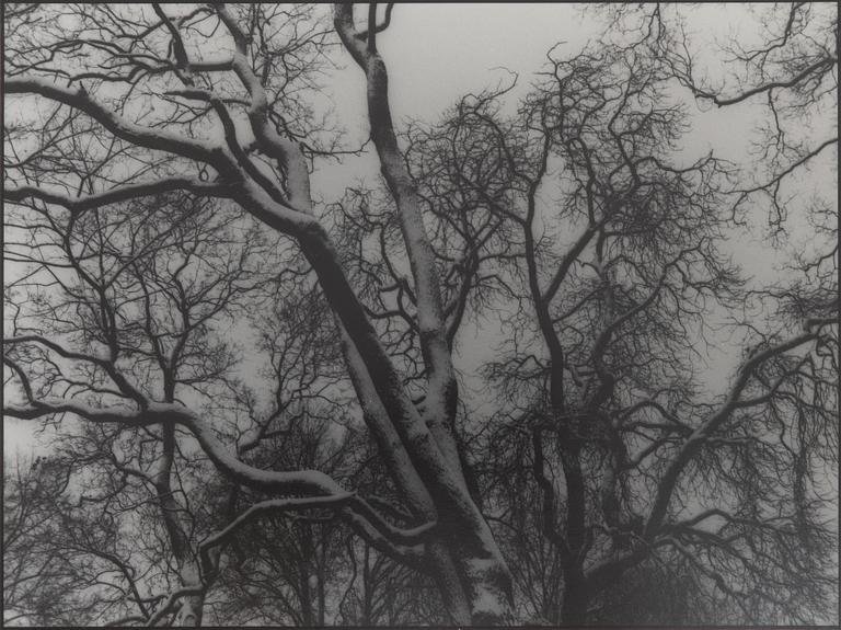 Kenneth Gustavsson,  "Utan titel (träd)", 1985.