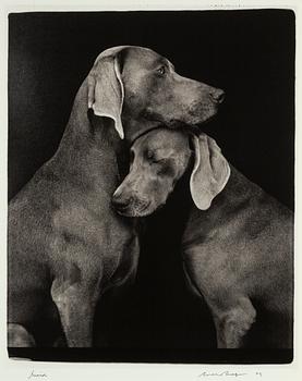 William Wegman, archival pigment print, 2009, signerat. Numrerat 114/1500 a tergo.