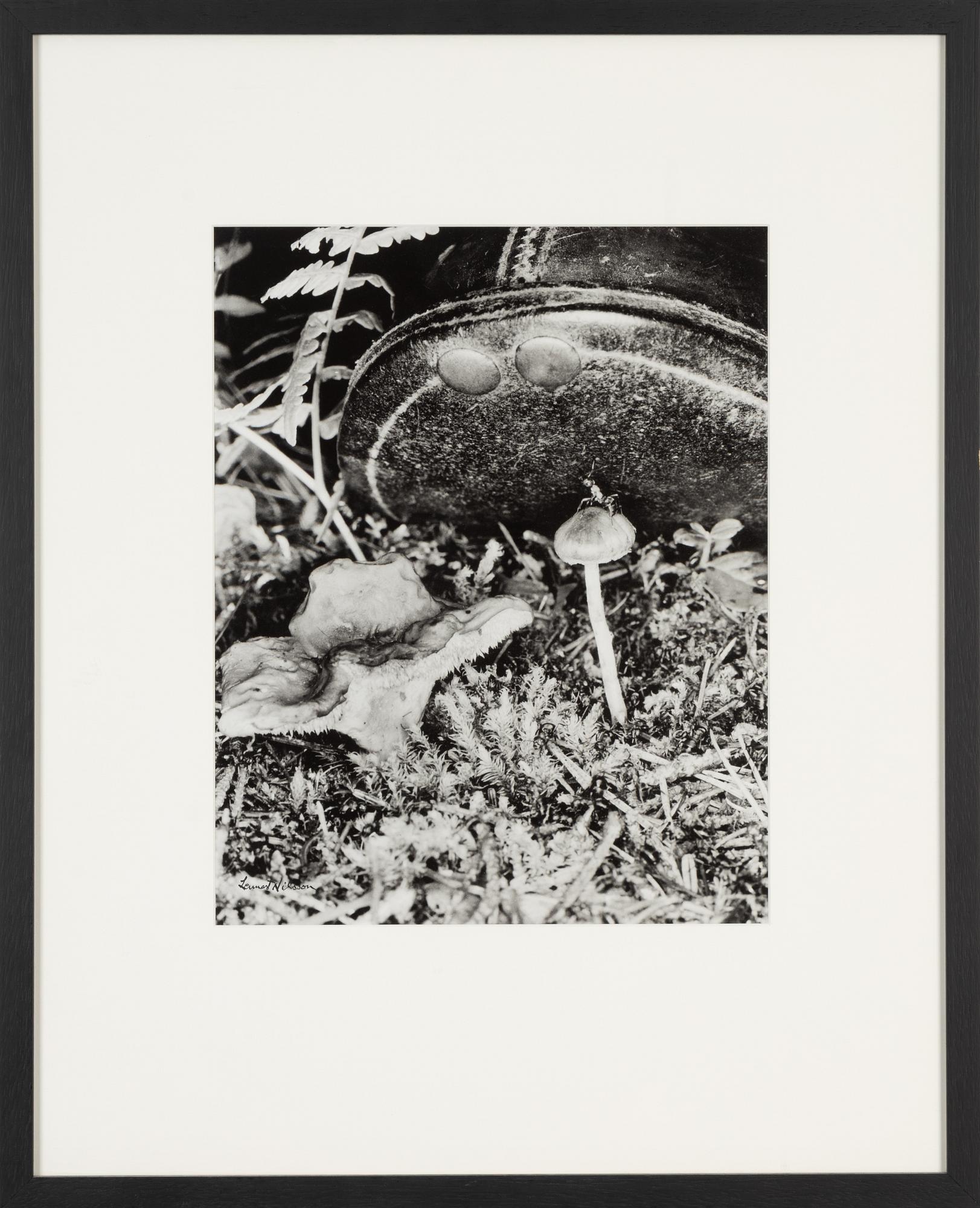 Lennart Nilsson, photograph, signed.