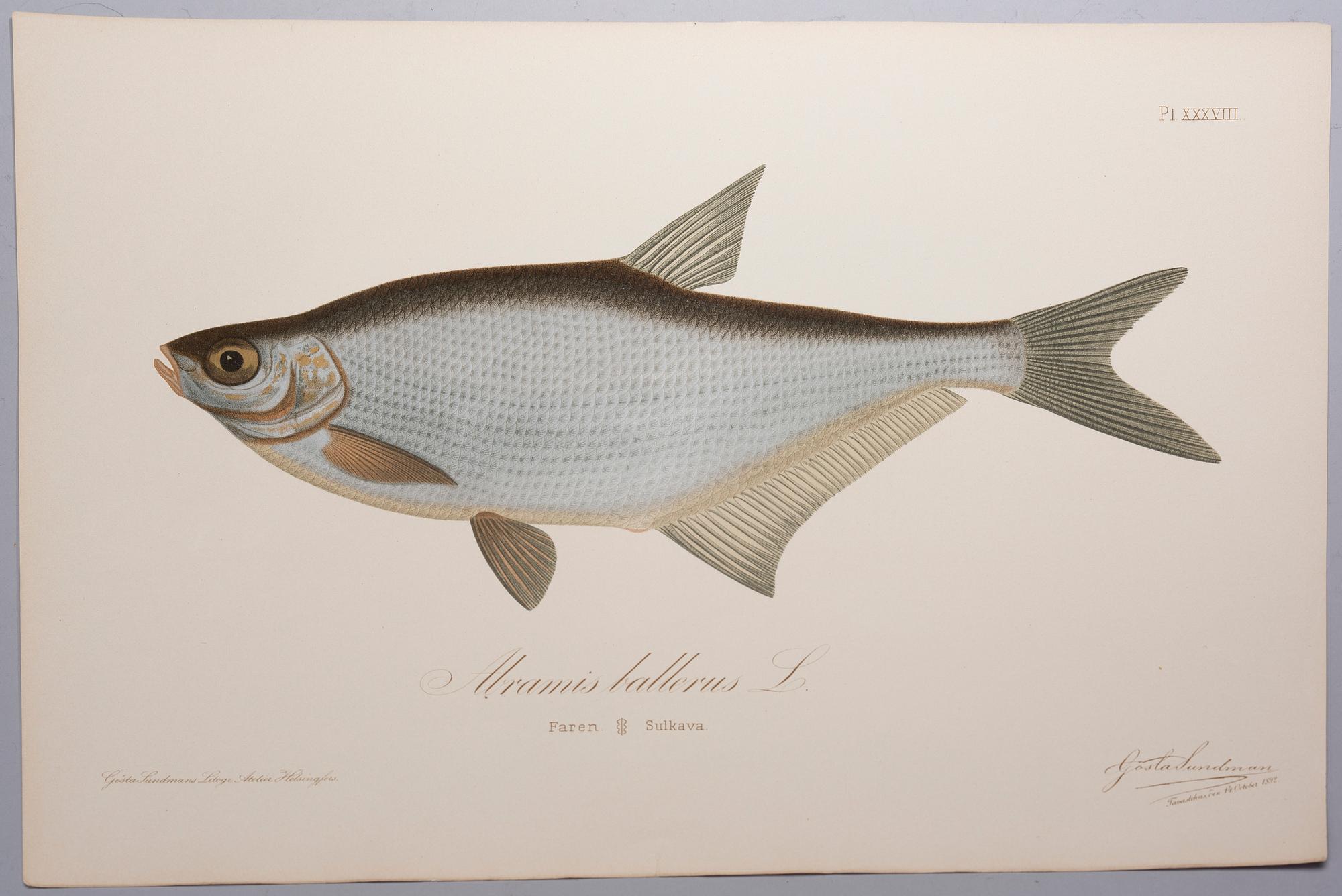 GÖSTA SUNDMAN, Finlands fiskar, The Fishes of Finland, publicerad av G. W. Edlund, Helsingfors, 1883-1893.