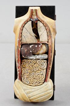 ANATOMISK MODELL, 1800/1900-tal.