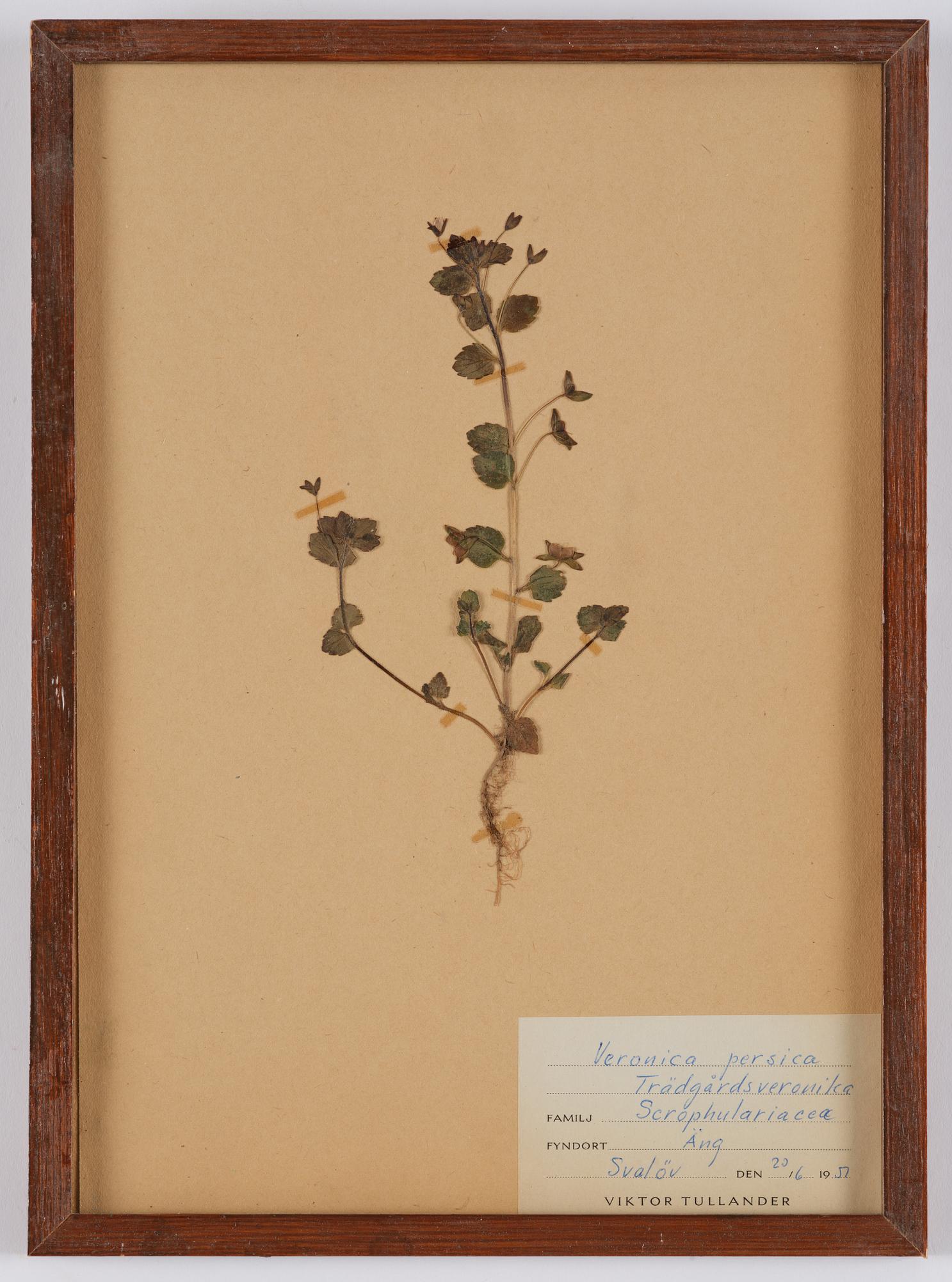 Herbarium, 10 delar, Sverige, 1930-1970-tal.