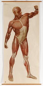 ANATOMISK PLANSCH, Dresden 1900-tal.