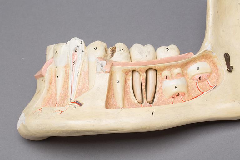 ANATOMISKA MODELLER, 2 st. 1900-tal.