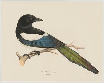 VÄRILITOGRAFIOITA, 3 kpl, Wilhelm ja Magnus von Wrightin mukaan. A. Börtzell, Tukholma.