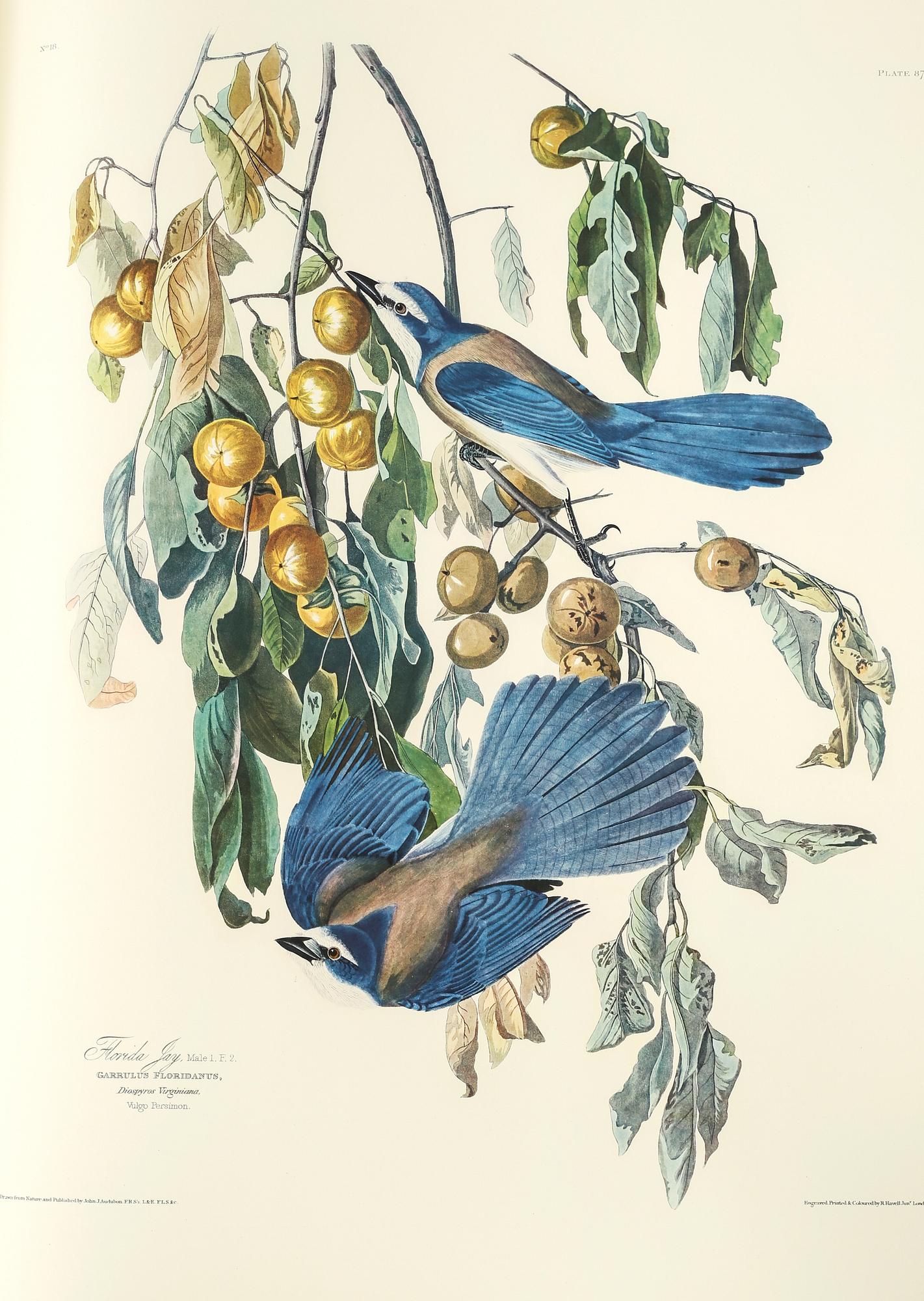 BOK, "The Birds of America", volym I, John James Audubon, numrerad 456/500, 1973.