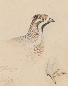 Wilhelm von Wright, Järpe.