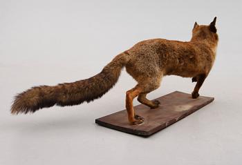 TAXIDERMI: uppstoppad räv, England, 1900-talets första hälft.