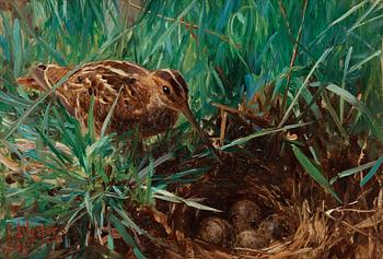 890. Bruno Liljefors, Common snipe by a nest.