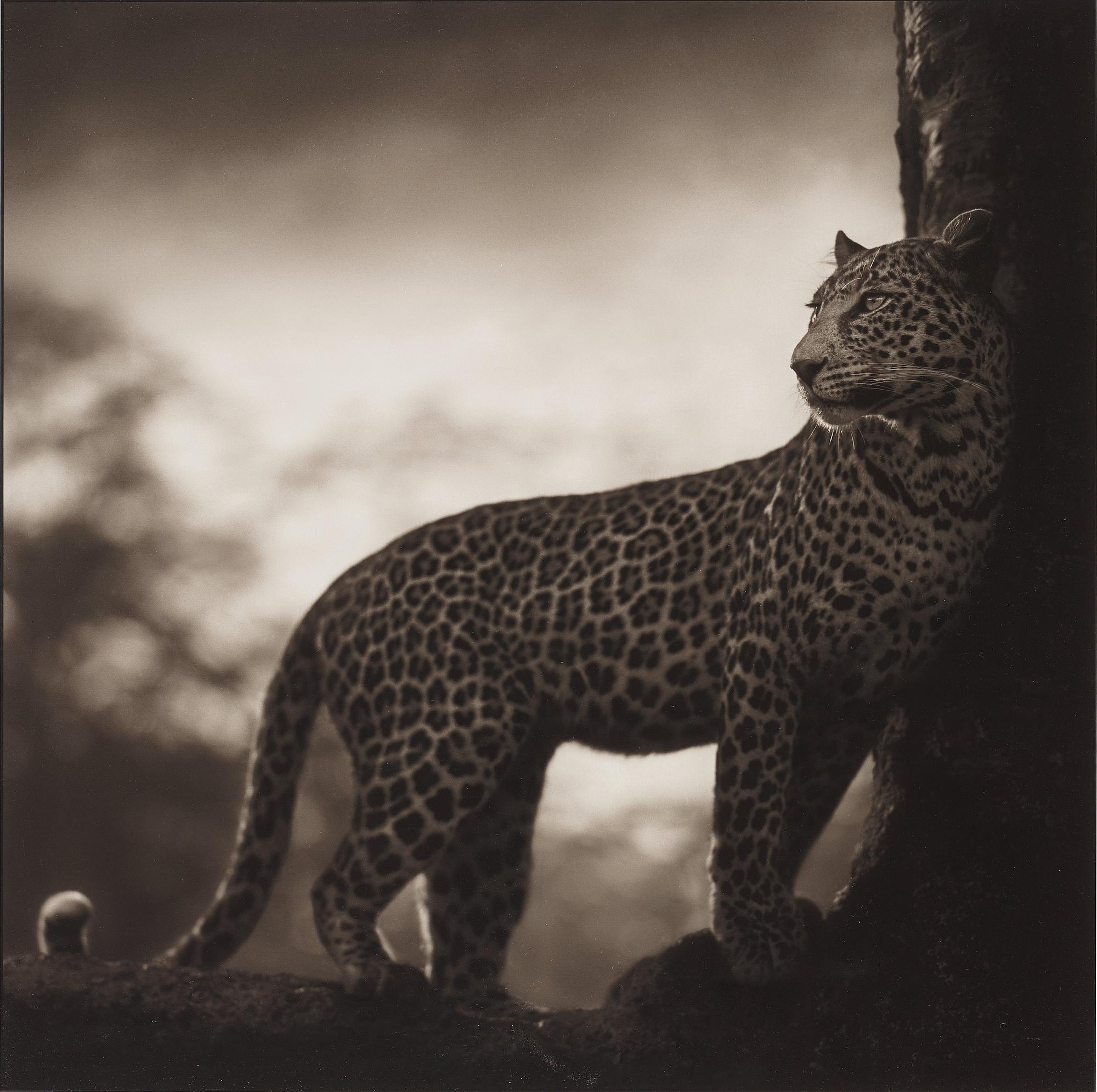 Nick Brandt, "Leopard in Crook of Tree, Nakuru, 2007".