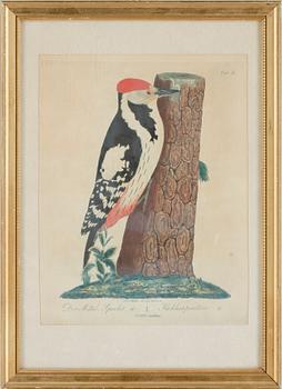 JOHANN ERNST CHRISTIAN WALTER, kolorerade gravyrer, 4st.