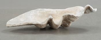 MUSSLA, fossil.