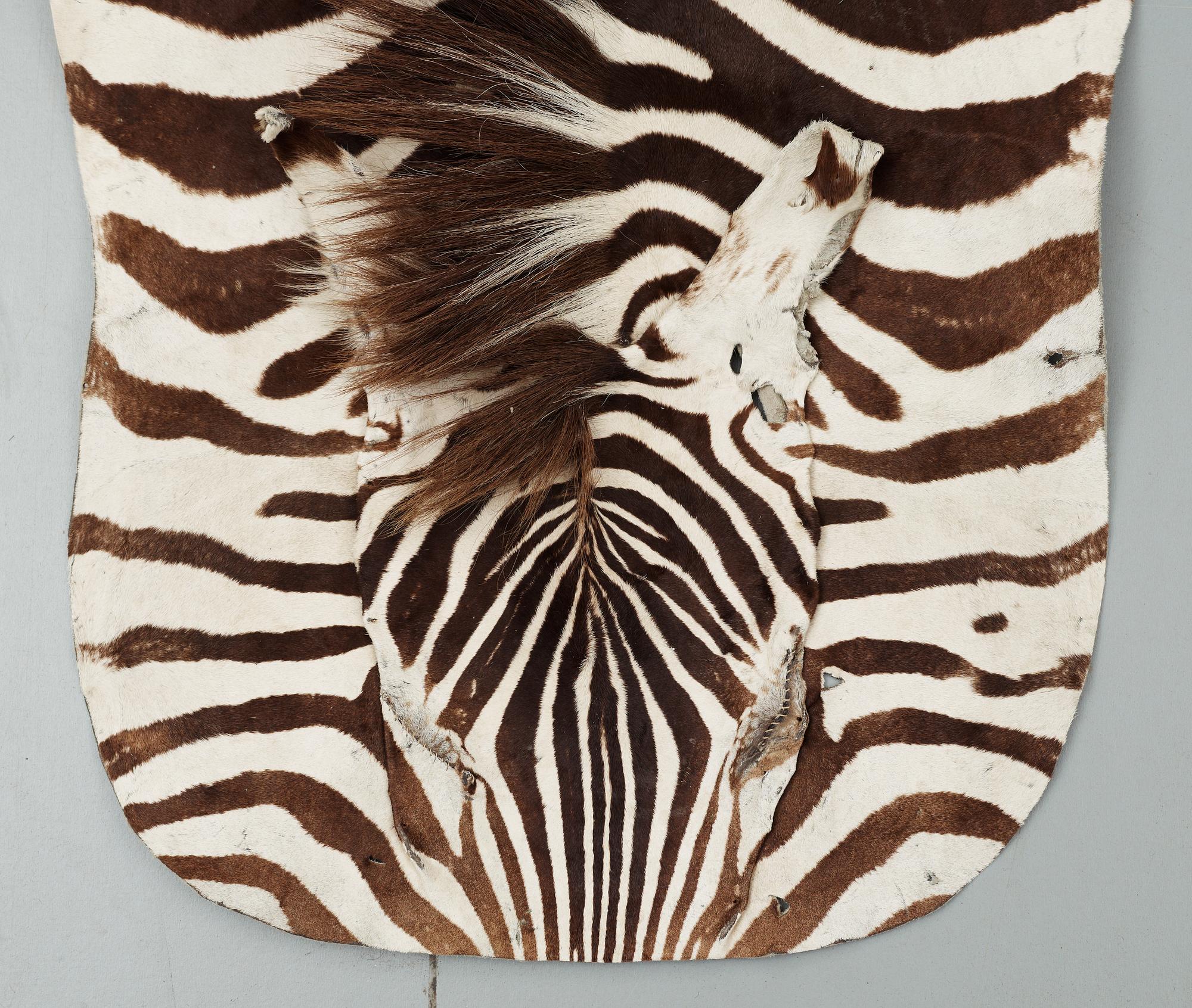 ZEBRASKINN, 1900-talets första hälft.