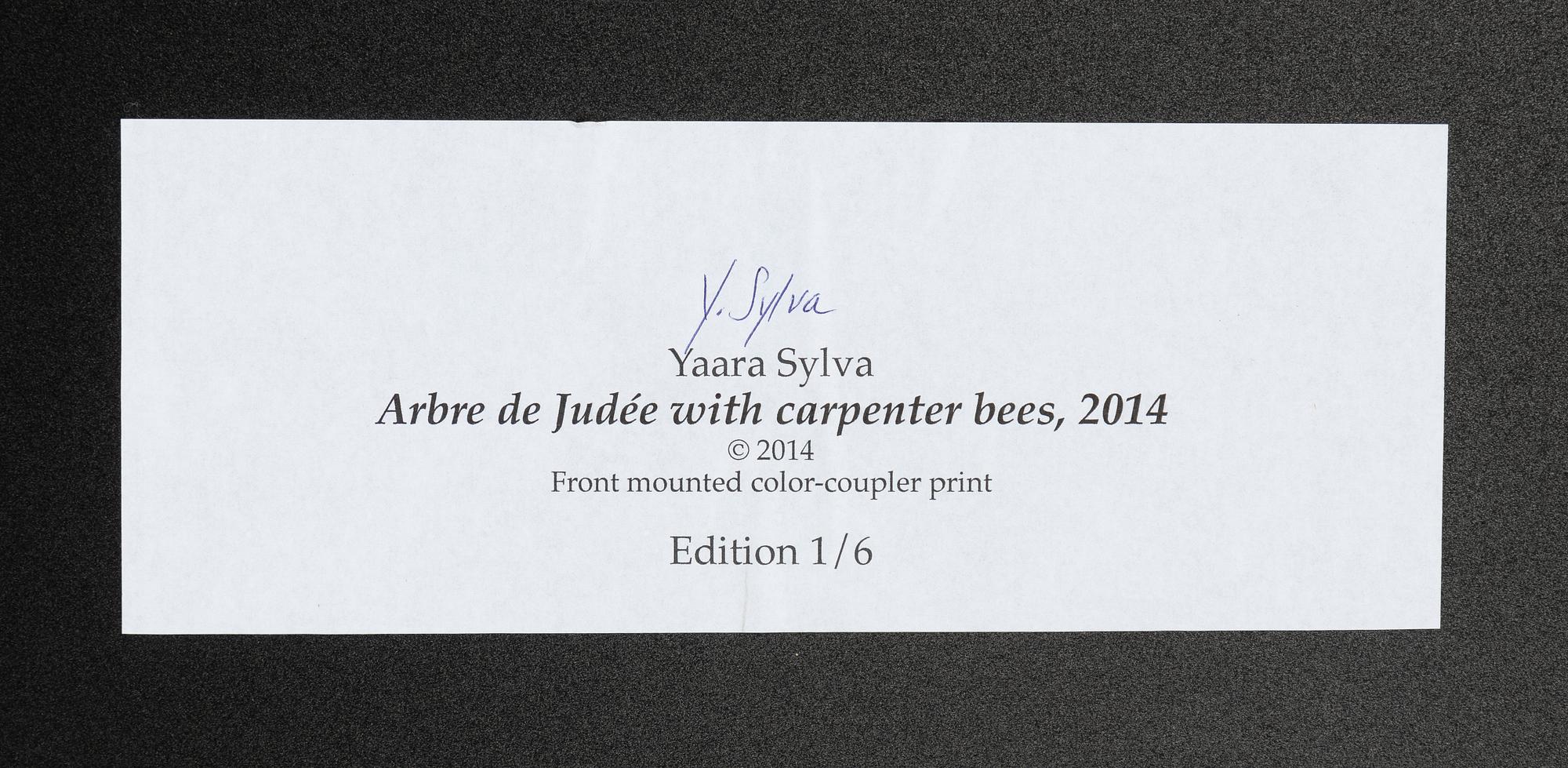 Yaara Sylva, "Arbre de Judé with carpenter bees".