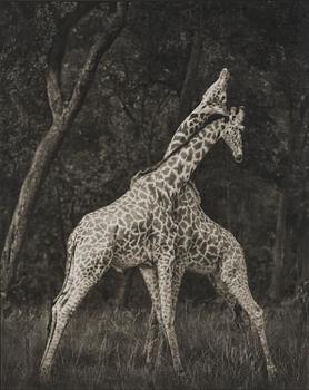 415. Nick Brandt, "Giraffes Battling in Forest, Masai Mara, 2008".