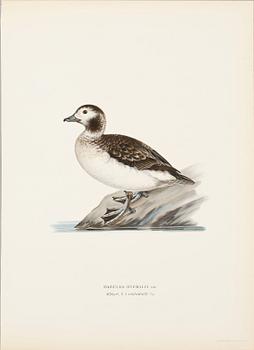 LITOGRAFISKA TRYCK, 124 st, ur von Wrights "Svenska fåglar", 1920-tal.