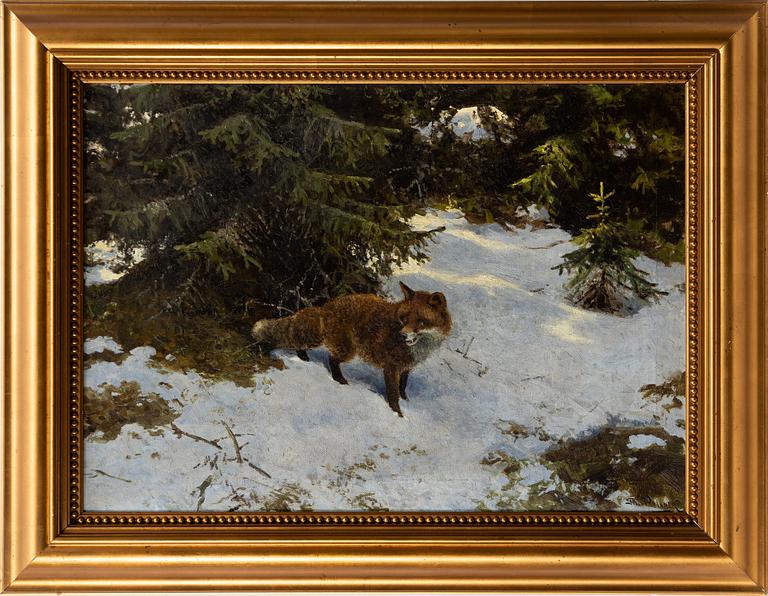 Thure Wallner, Räv i vårvinterlandskap.