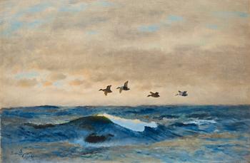 526. Bruno Liljefors, Common eiders.