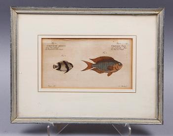 HANDKOLORERADE KOPPARSTICK, 3 st. Ur "Allgemeine Naturwissenschaft der Fische", utgiven Berlin 1782-95.