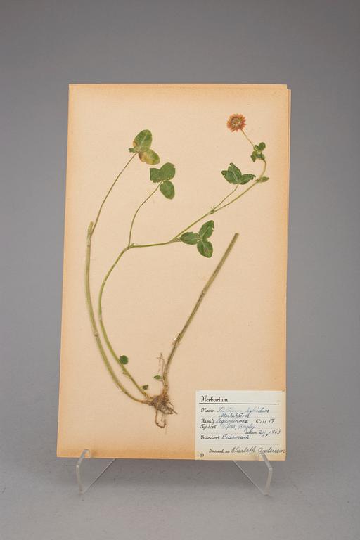 HERBARIUM, 2 st, 1940-tal.