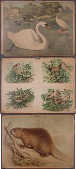 SKOLPLANSCHER, 3 st, Akademiska Bokhandeln, Helsingfors, 1900-talets första hälft.