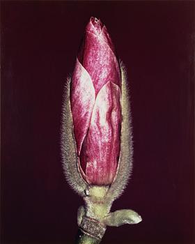 Helene Schmitz, "Praktmagnolia 2", 2004.