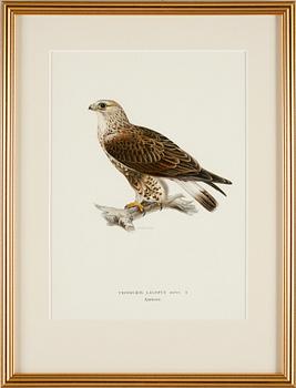 GRAFISKA TRYCK, 4 st, ur von Wrights fåglar.