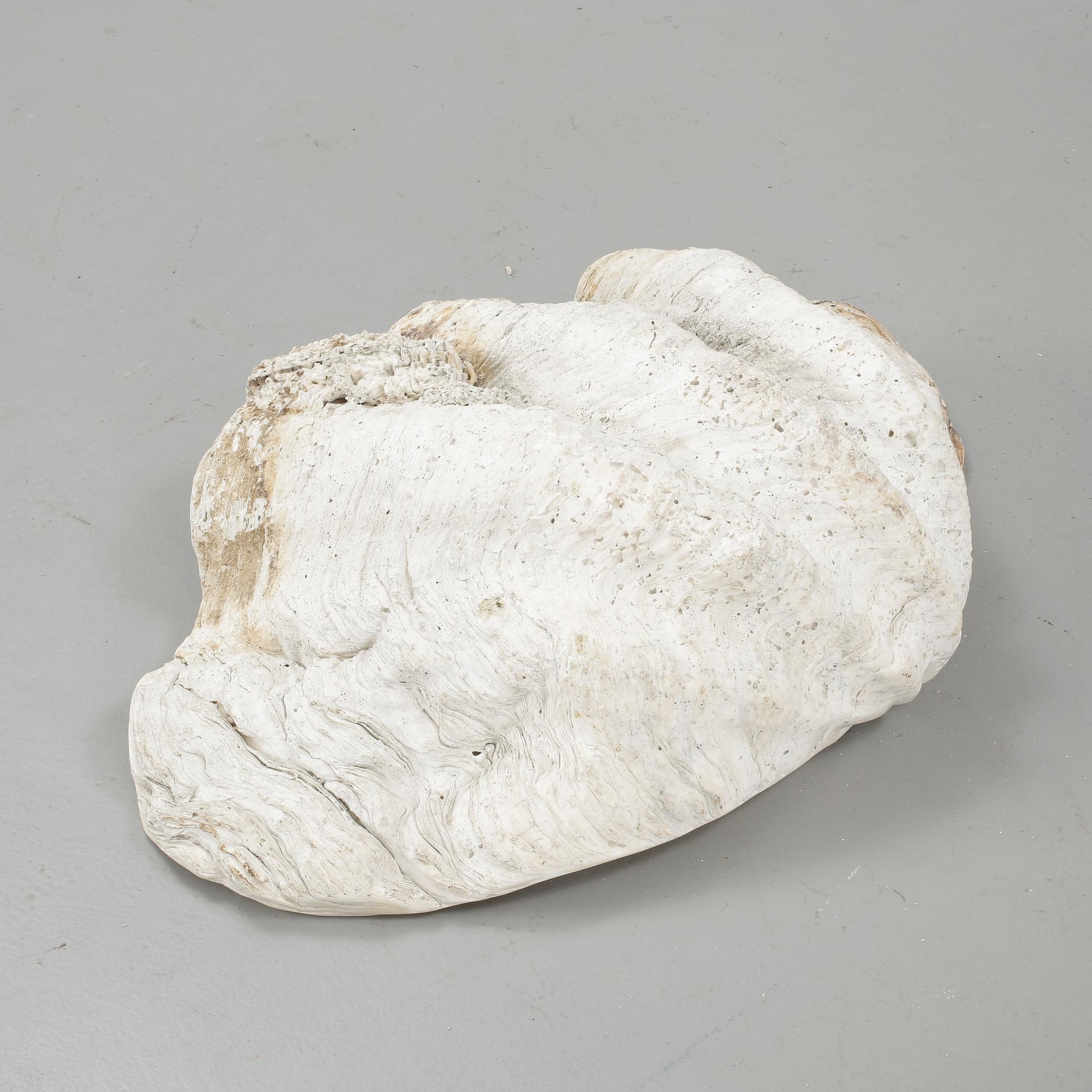 MUSSLA, fossil.