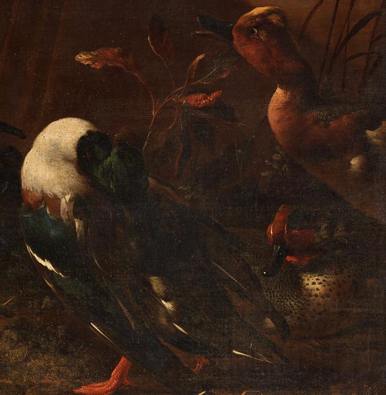 Melchior de Hondecoeter Attributed to, A duck family by the water.