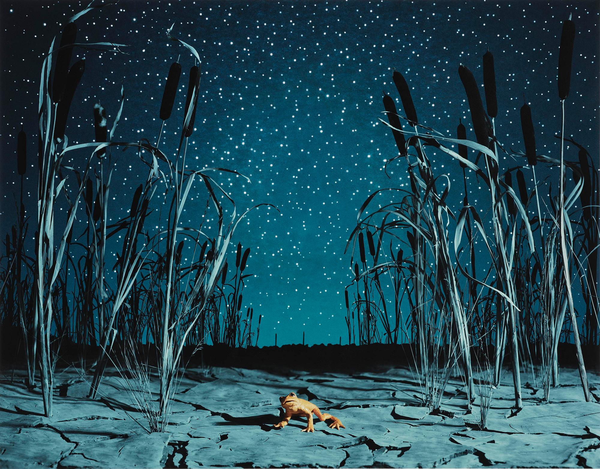 Helena Blomqvist, "Last Night for the Last Golden Frog", 2008.