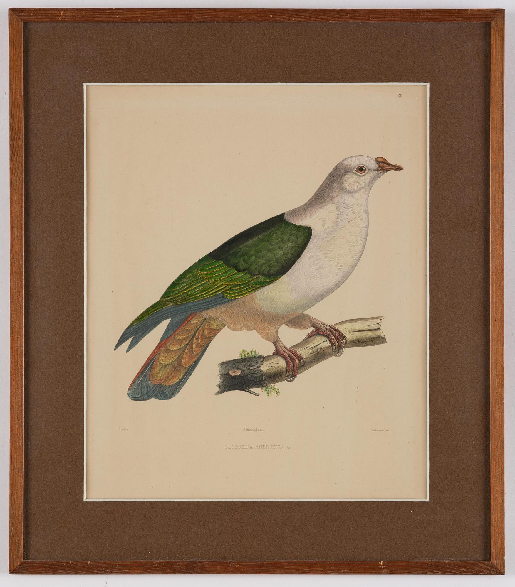 A set of eight plates from "Iconographie des pigeons" by Charles Lucien Bonaparte.