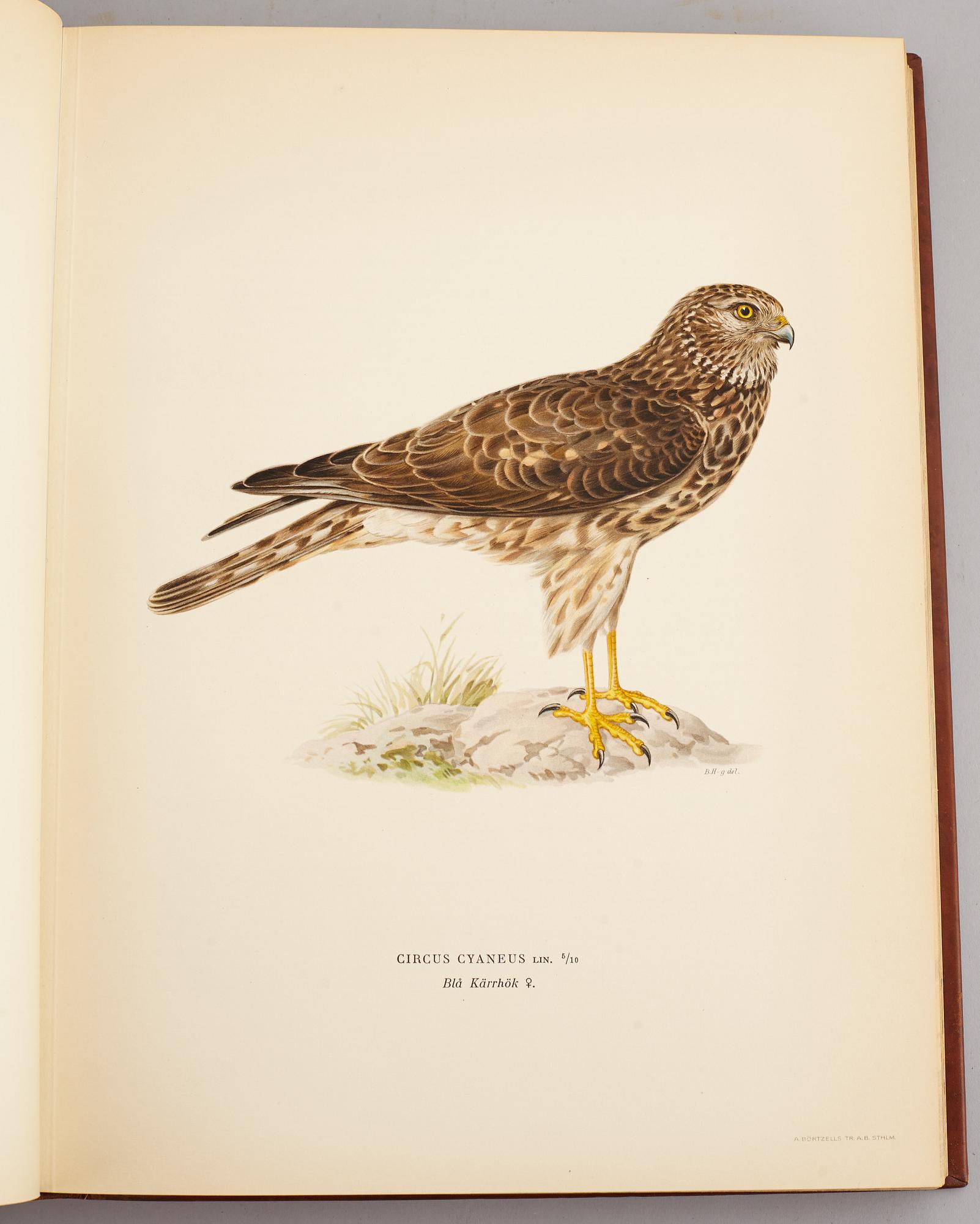 A set of three books about Swedish birds by von Wright. 1927.