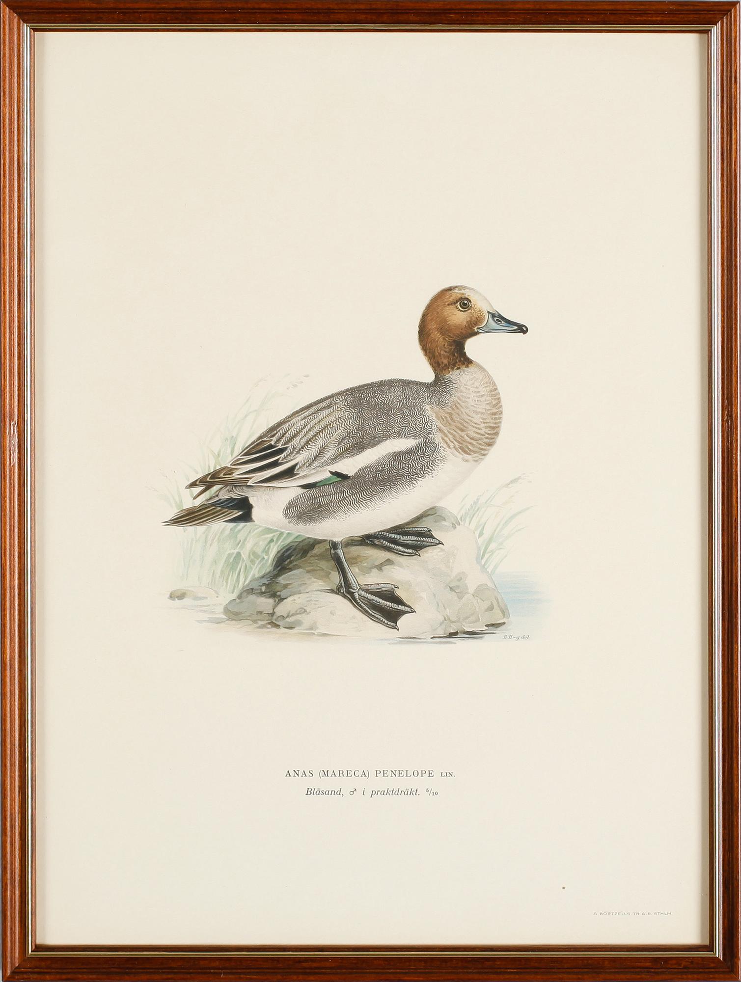 LITOGRAFISKA TRYCK, 13 st, ur von Wrights "Svenska fåglar", A. Börtzells, Stockholm.