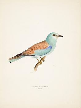 LITOGRAFISKA TRYCK, 200 st, ur von Wrights "Svenska fåglar", 1920-tal.