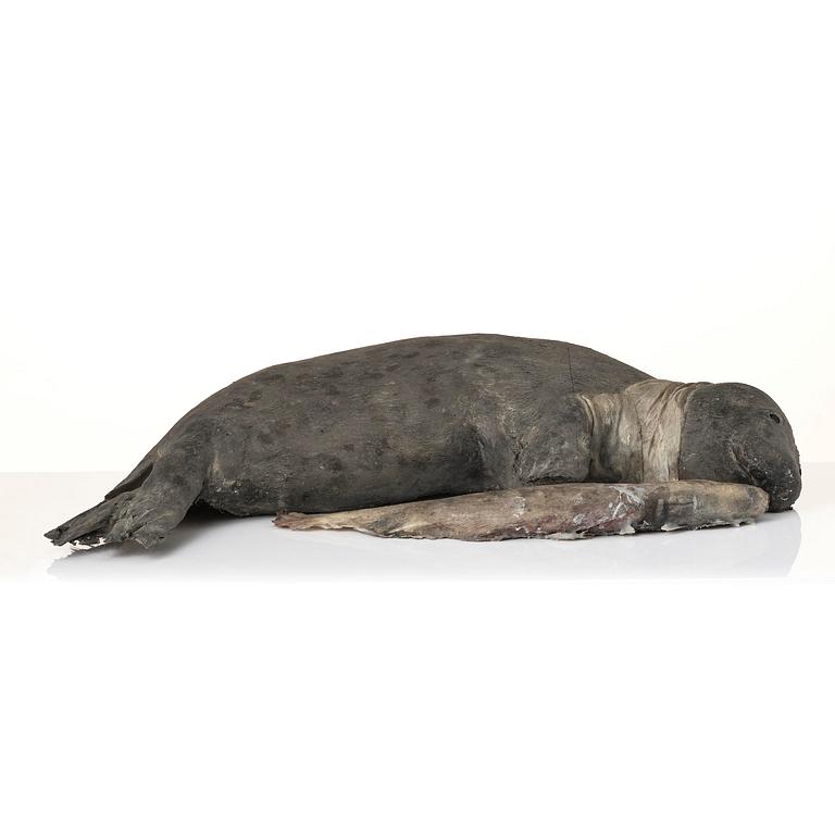 Roland Persson, "Wounded seal".