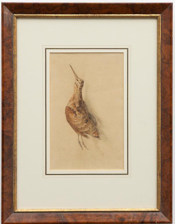 Unknown artist, likely Germany, watercolours, 2 pcs, bird studies, 19th century.