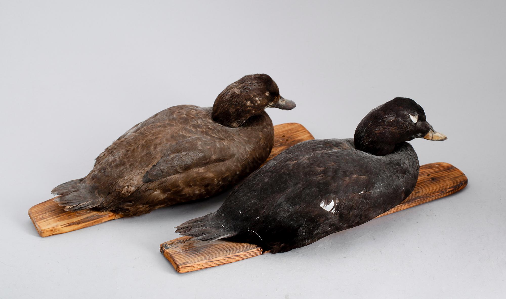 VETTAR, 2 st, 1900-talets andra hälft.