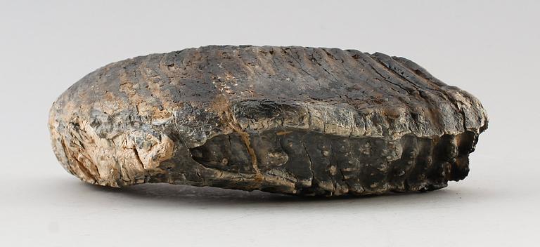 MAMMUTTAND, vikt ca 4,2 kg.